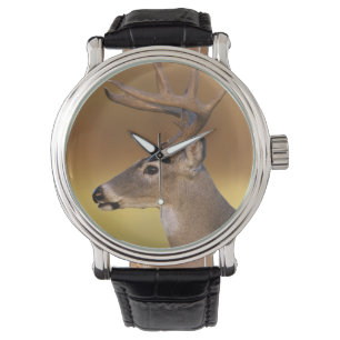White-tailed Deer, Odocoileus virginianus, Watch