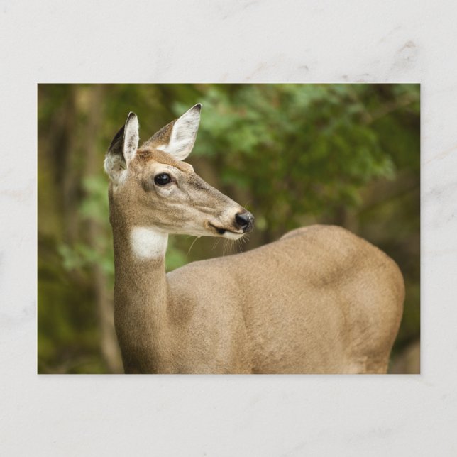 White Tailed Deer Postcard (Front)
