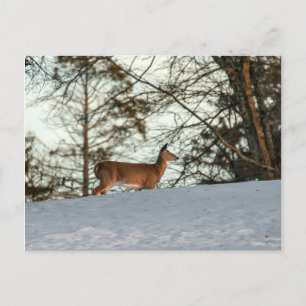 White Tailed Deer Postcard