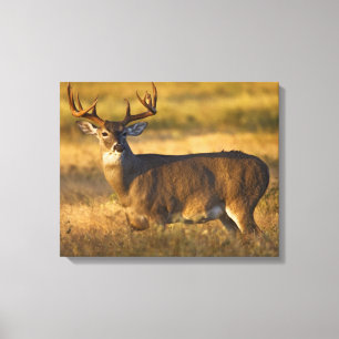 White-tailed Deer   South Texas Canvas Print
