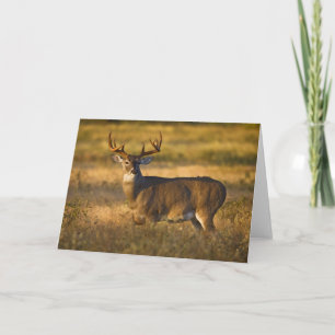 White-tailed Deer   South Texas Card