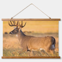 White-tailed Deer | South TX