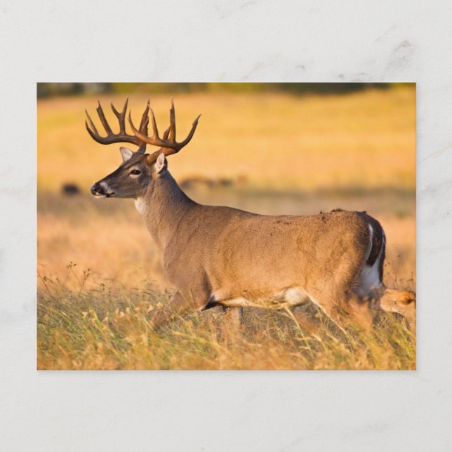 White-tailed Deer | South TX Postcard (Front)
