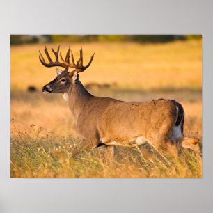 White-tailed Deer   South TX Poster