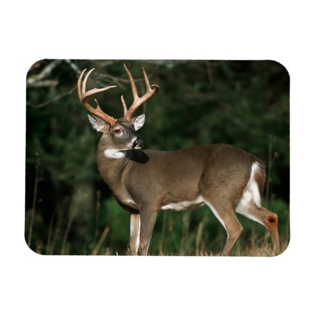 White-tailed Deer | Tennessee Magnet (Horizontal)