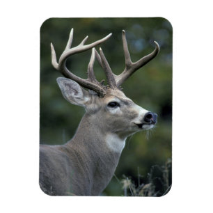 White-tailed Deer Washington State Magnet