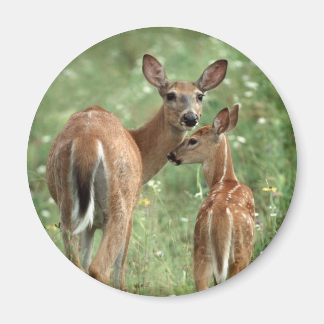 White-tailed Deer with Fawn Magnet (Front)