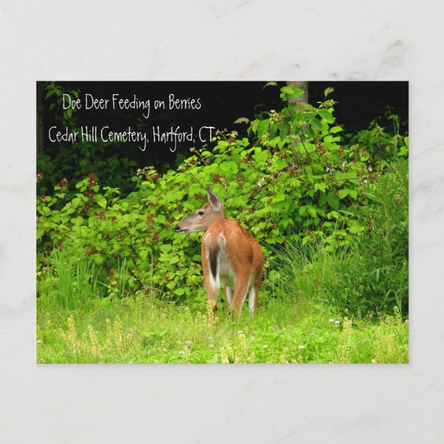 White Tailed Doe Deer in Hartford, CT Postcard (Front)