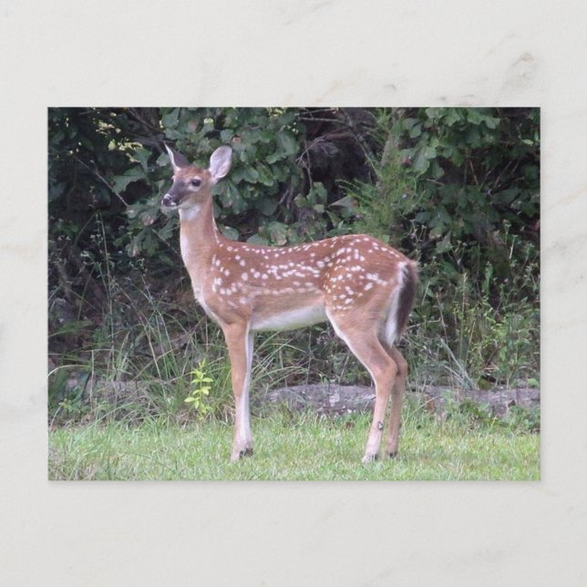 White tailed fawn Postcard (Front)