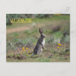 White Tailed Jackrabbit Postcard