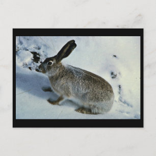 White-tailed Jackrabbit Postcard