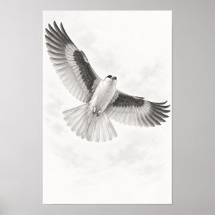 White-tailed Kite in Flight Pencil Sketch Art Prin Poster