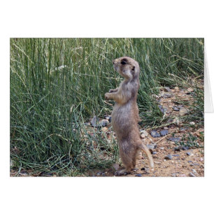 White-tailed prairie dog