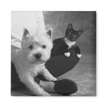 White Terrier and Cat Share the Love