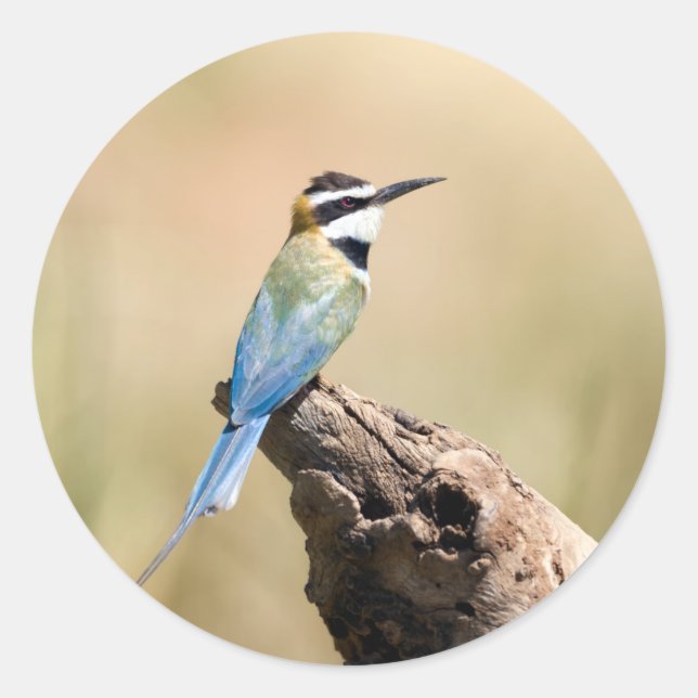 White throated Bee-eater Classic Round Sticker (Front)