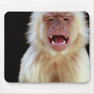 White-throated capuchin (Cebus capucinus) Mouse Pad