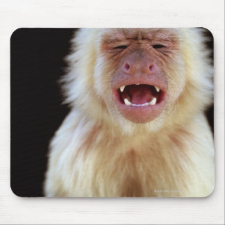 White-throated capuchin (Cebus capucinus) Mouse Pad