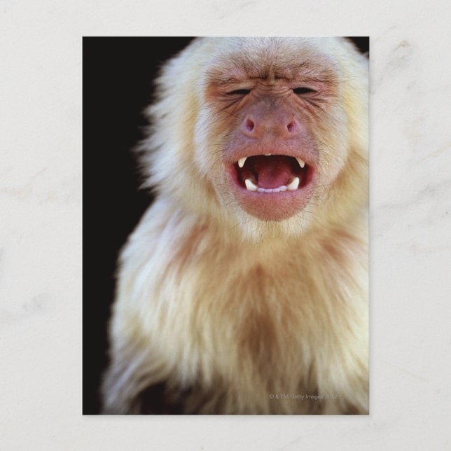 White-throated capuchin (Cebus capucinus) Postcard (Front)