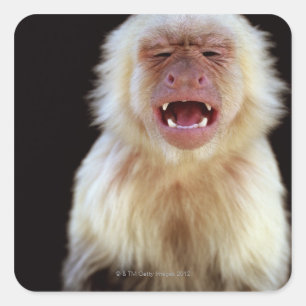 White-throated capuchin (Cebus capucinus) Square Sticker