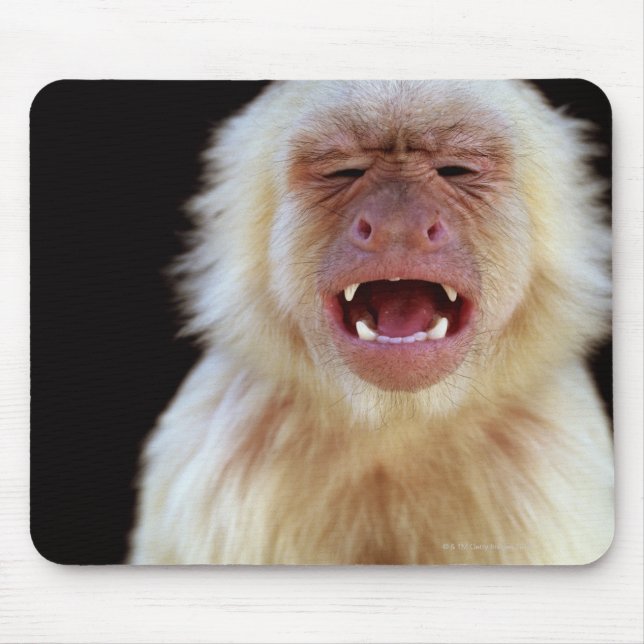 White-throated capuchin (Cebus capucinus) with Mouse Pad (Front)