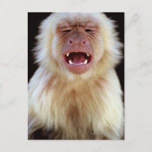 White-throated capuchin (Cebus capucinus) with Postcard