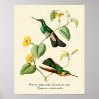 White Throated Mountain Gem Hummingbird Art Print