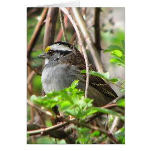 White-throated Sparrow