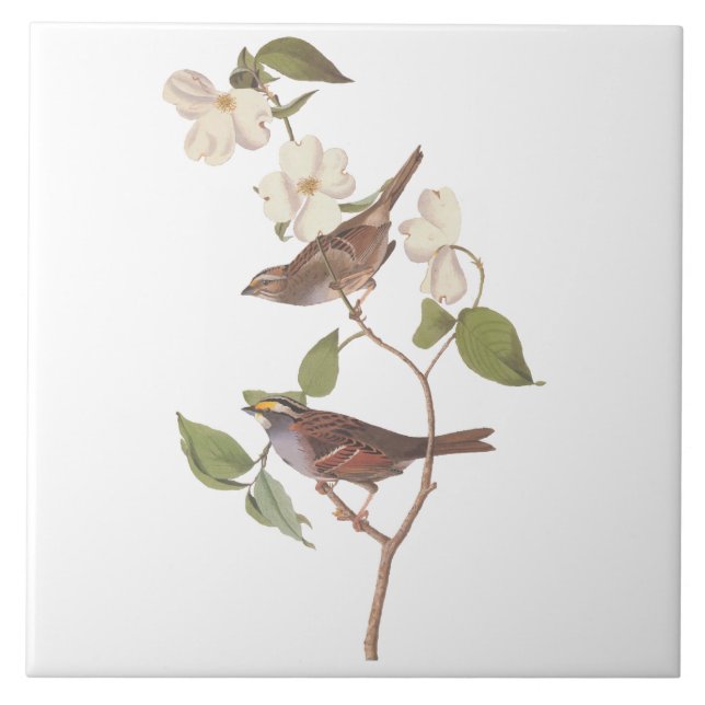 White Throated Sparrow Audubon Birds with Flowers Tile (Front)