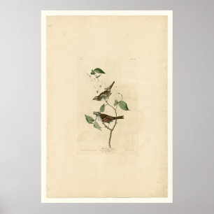 White Throated Sparrow_Audubon Poster