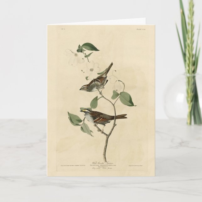 White throated Sparrow, Audubon's Birds of America Card (Front)