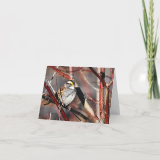 White-Throated Sparrow - Blank Note Card