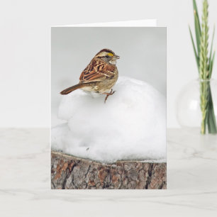 White-throated Sparrow Card