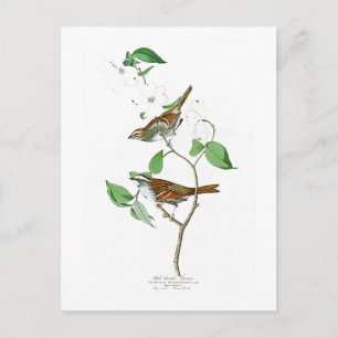 White Throated Sparrow John Audubon Birds America Postcard