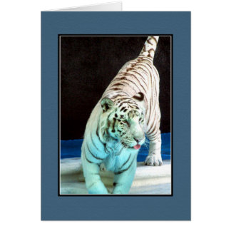 White Tiger