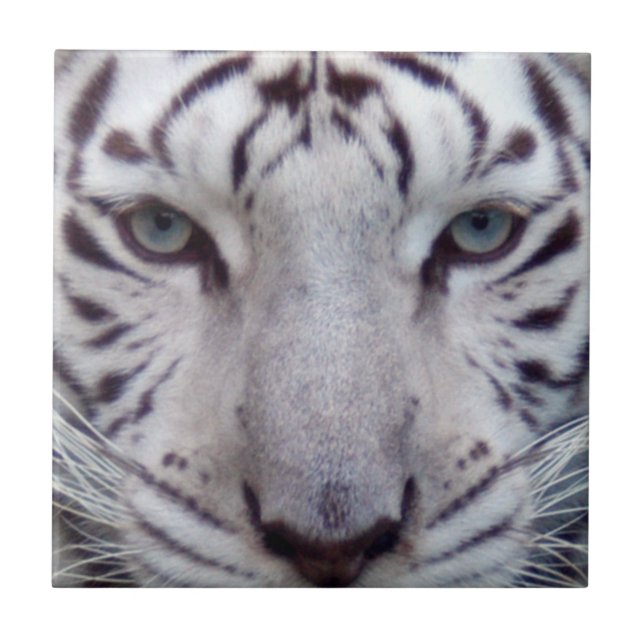 white-tiger2-10x10 tile (Front)