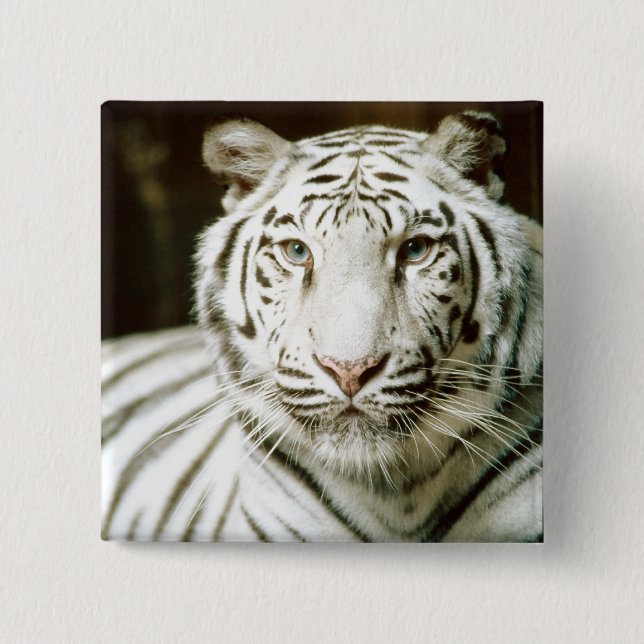 White Tiger 2 Inch Square Button (Front)
