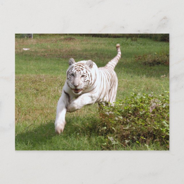 White Tiger 3825e Postcard (Front)