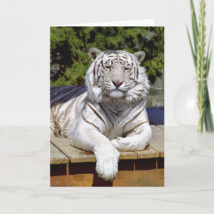 White Tiger 9 Note Card