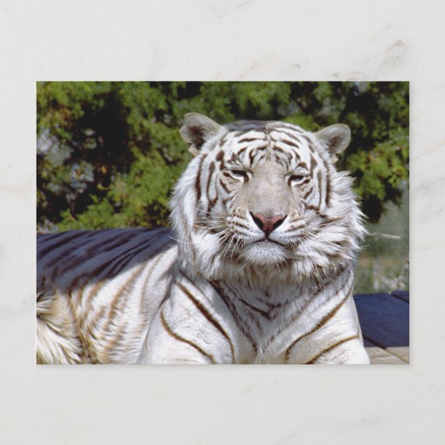 White Tiger 9 Postcard (Front)