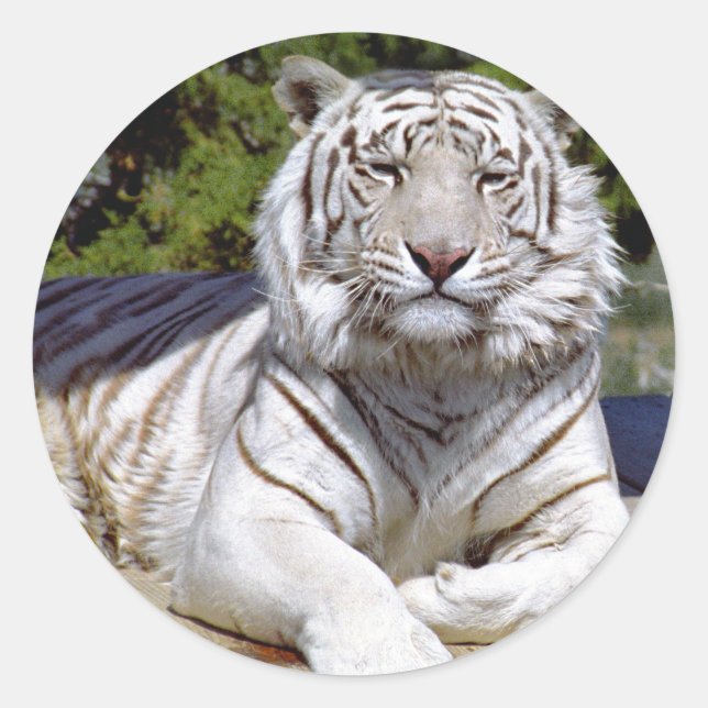 White Tiger 9 Stickers (Front)