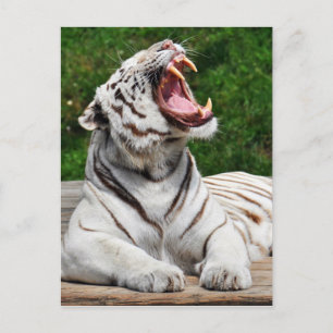 White Tiger, Bengal Tiger Postcard