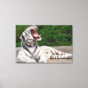 White Tiger, Bengal Tiger Wrapped Canvas