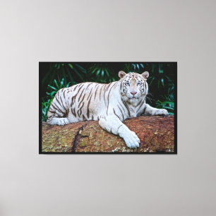 White Tiger Canvas Print
