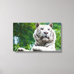 White Tiger canvas print
