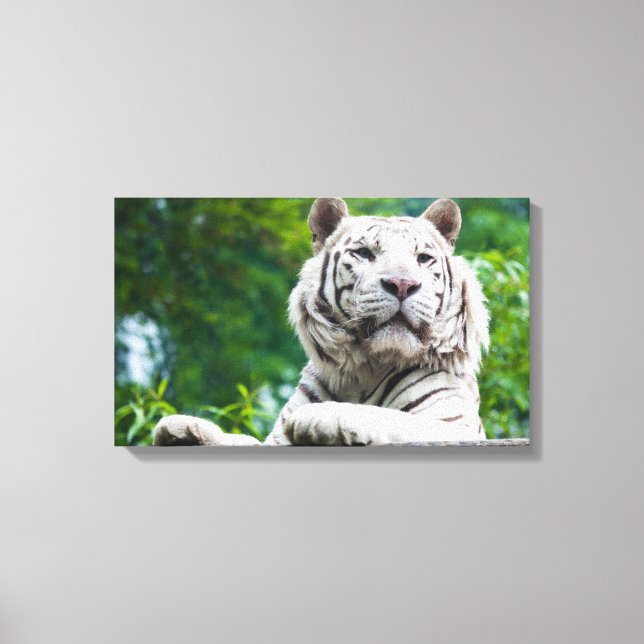 White Tiger canvas print (Front)