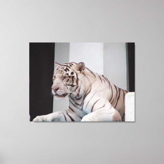 White Tiger Canvas Print (Front)