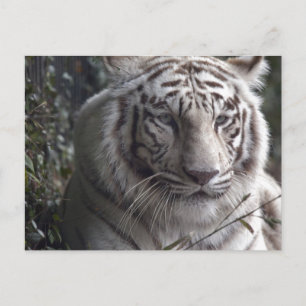 White Tiger Close-up Postcard