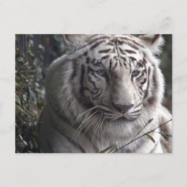 White Tiger Close-up Postcard (Front)