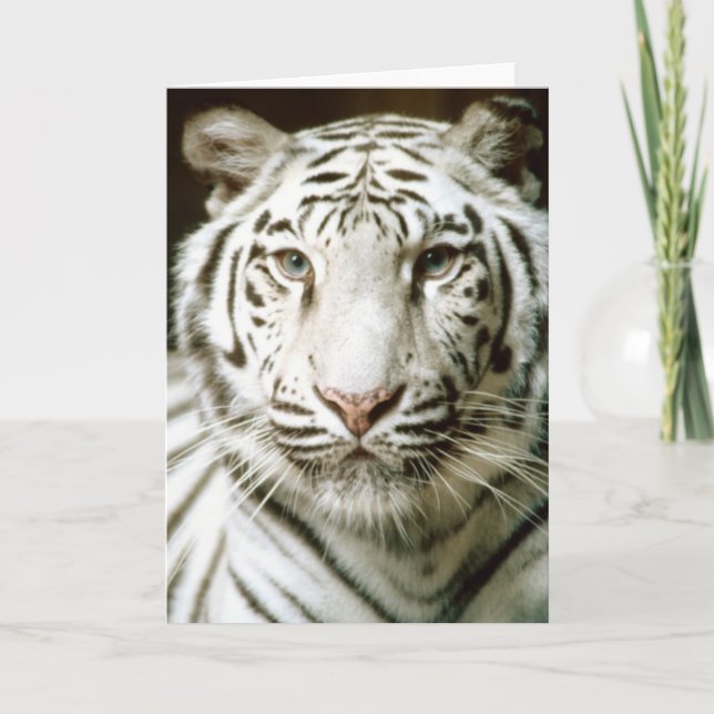 White tiger colour photograph greeting card (Front)