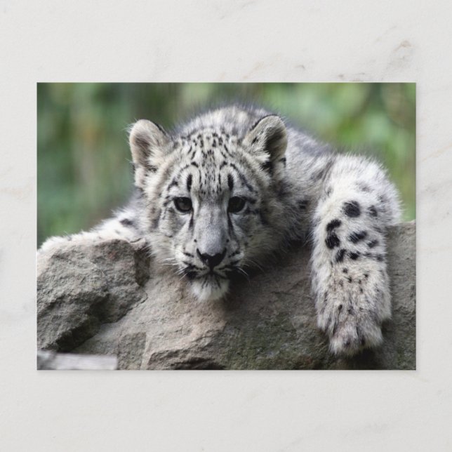 White Tiger Cub Postcard (Front)